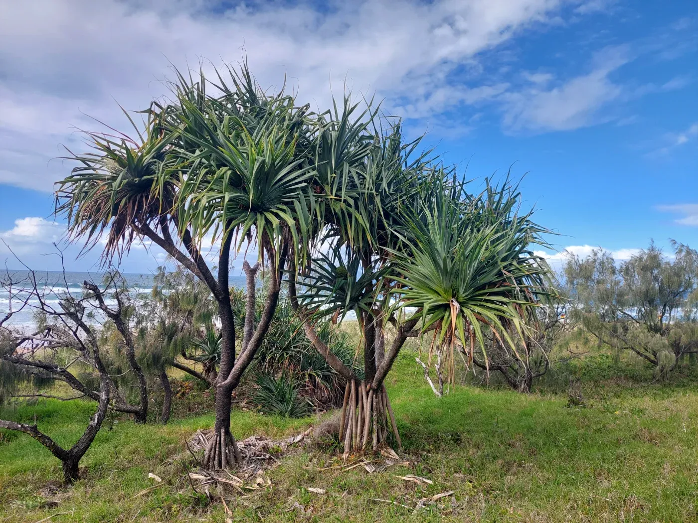 How is pandanus made?
